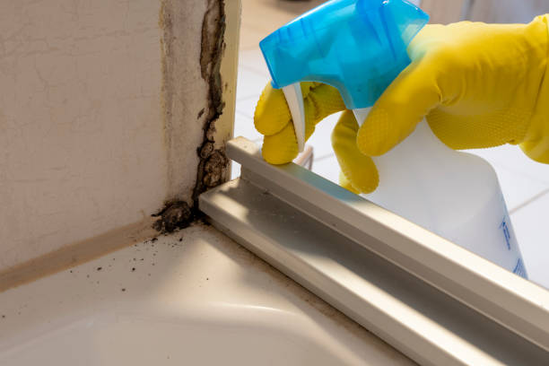 Best Mold Damage Repair  in Batesville, MS