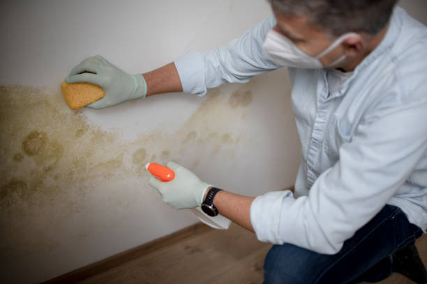 Best Residential Mold Removal  in Batesville, MS