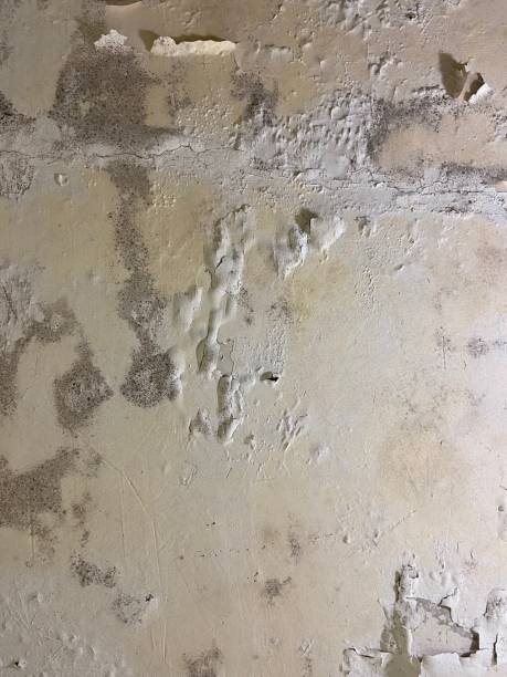 Mold Removal and Inspection in Batesville, MS