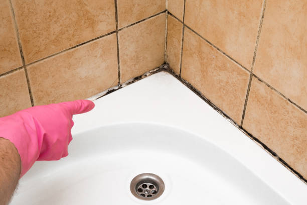 Best Mold Removal and Inspection  in Batesville, MS